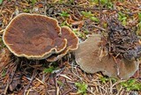 Onnia tomentosa image