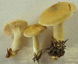 Tricholoma inamoenum image