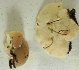 Tyromyces chioneus image