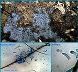 Chaetosphaeria ovoidea image