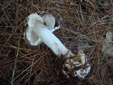 Amanita brunnescens image