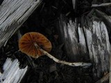Pholiotina smithii image