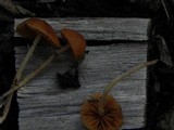 Pholiotina smithii image
