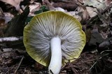 Tricholoma sejunctum image