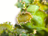 Tuckermanopsis ciliaris image