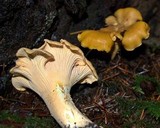 Cantharellus formosus image