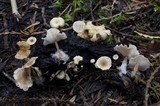 Collybia cirrhata image