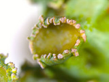 Tuckermanopsis ciliaris image