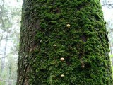 Mycena cupressina image