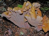 Gomphus clavatus image