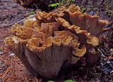 Gomphus clavatus image
