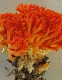 Ramaria stuntzii image