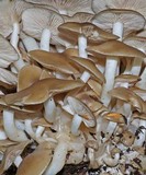 Lyophyllum decastes image