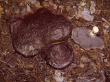 Sarcodon imbricatus image