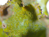 Tuckermanopsis ciliaris image