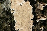 Stereum striatum image