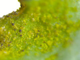 Tuckermanopsis ciliaris image
