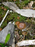Psilocybe caeruleoannulata image