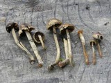 Psilocybe caeruleoannulata image