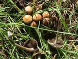 Panaeolus subbalteatus image