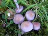 Cortinarius magellanicus image