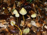 Mycena chusqueophila image