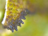 Tuckermanopsis ciliaris image