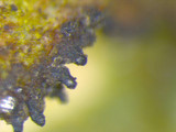 Tuckermanopsis ciliaris image