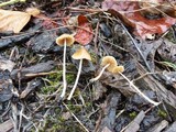 Pholiotina smithii image