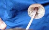 Mycena seynii image