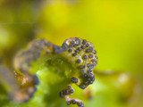 Tuckermanopsis ciliaris image