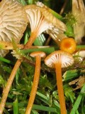 Rickenella fibula image