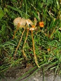 Rickenella fibula image