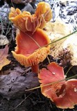 Hygrocybe punicea image