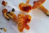 Hygrocybe punicea image