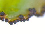 Tuckermanopsis ciliaris image
