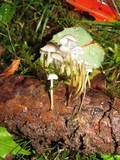 Strobilurus trullisatus image