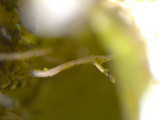 Tuckermanopsis ciliaris image