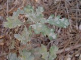 Erysiphe alphitoides image