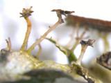 Tuckermanopsis ciliaris image