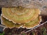 Funalia polyzona image
