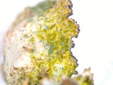 Tuckermanopsis ciliaris image