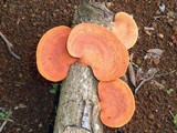 Earliella scabrosa image