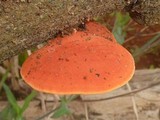 Earliella scabrosa image