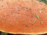Earliella scabrosa image