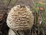 Amanita ravenelii image