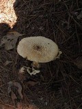 Amanita ravenelii image