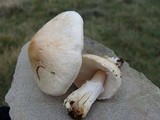 Lepiota oreadiformis image
