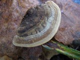 Steccherinum subrawakense image