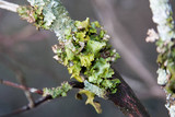 Tuckermanopsis ciliaris image